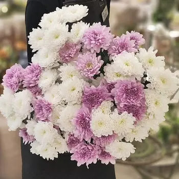 ЦВЕТЫ ДЛЯ ВАС Букет из 15 кустовых хризантем белых и розовых