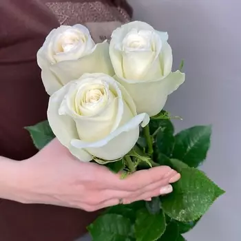 ЦВЕТЫ ДЛЯ ВАС Букет из 3 белых роз (Эквадор) 60 см