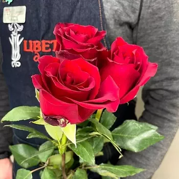 ЦВЕТЫ ДЛЯ ВАС Букет из 3 красных роз (Эквадор) 60 см