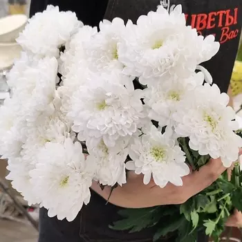 ЦВЕТЫ ДЛЯ ВАС Букет из 3 кустовых хризантем белых