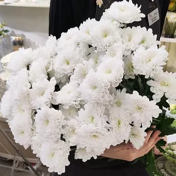 ЦВЕТЫ ДЛЯ ВАС Букет из 5 кустовых хризантем белых