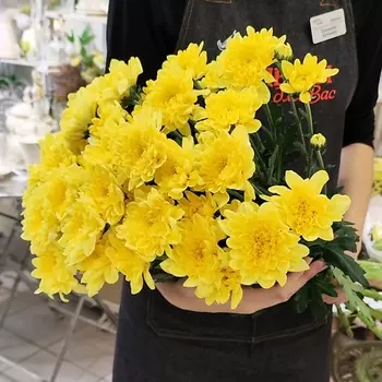 ЦВЕТЫ ДЛЯ ВАС Букет из 7 кустовых хризантем желтых