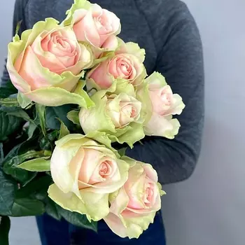 ЦВЕТЫ ДЛЯ ВАС Букет из 7 персиковых роз (Эквадор) 60 см