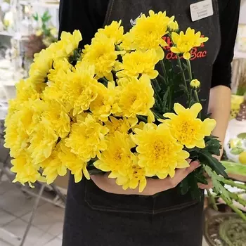 ЦВЕТЫ ДЛЯ ВАС Букет из 9 кустовых хризантем желтых