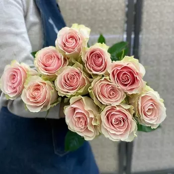 ЦВЕТЫ ДЛЯ ВАС Роза кремово розовая 11 шт