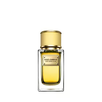 DOLCE&amp;GABBANA Velvet Collection Mimosa Bloom