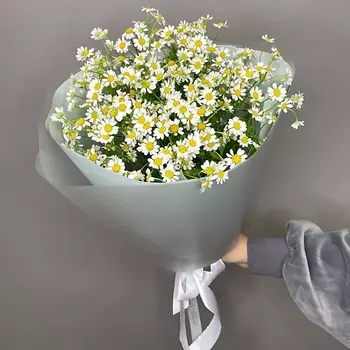 ELEVEN FLOWERS Яркие ромашки