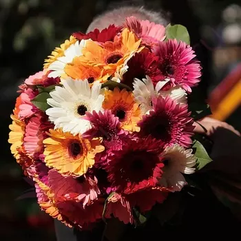 FLORPRO 51 гербера микс