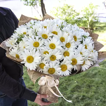 FLORPRO 51 ромашка