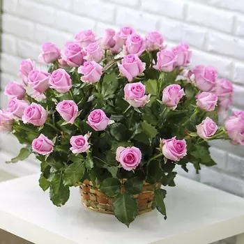 FLORPRO 51 розовая роза в корзине