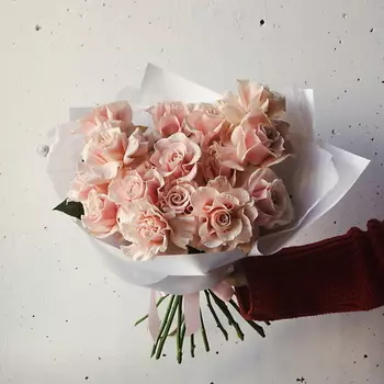 ИВА Французская Роза Пинк Мондиаль