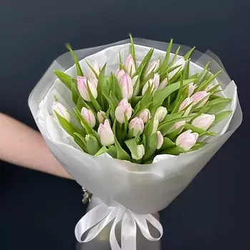 КАССИЯ Тюльпан 35штук