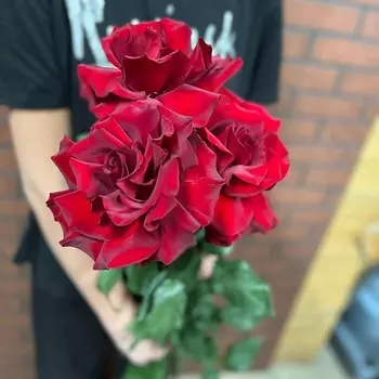 КОЛИБРИ ЦВЕТОЧНЫЙ САЛОН 3 красные французские розы