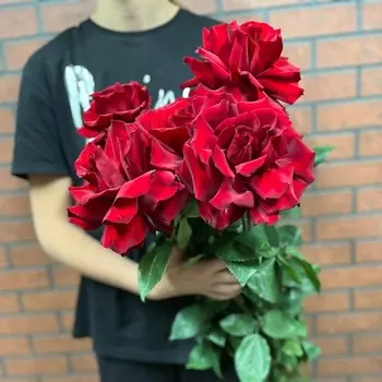 КОЛИБРИ ЦВЕТОЧНЫЙ САЛОН 5 красных французских роз