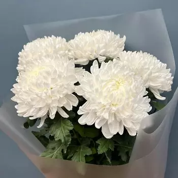 КОЛИБРИ ЦВЕТОЧНЫЙ САЛОН Букет из 5 стойких хризантем