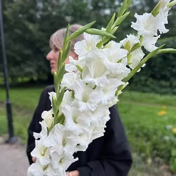 LE BOUQUET Букет из 5 белых гладиолусов