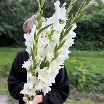 LE BOUQUET Букет из 7 белых гладиолусов