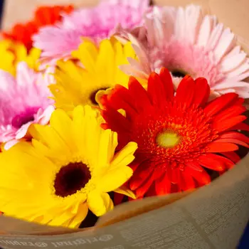 LetuFlowers Краски лета