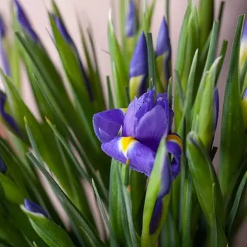 LetuFlowers Ночь нежна