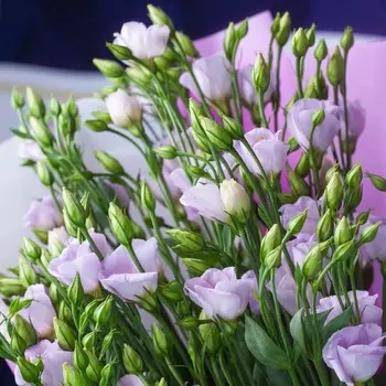 LetuFlowers Весенние ночи