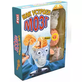 МАЭСТРО, БРАВО! Как устроен мозг