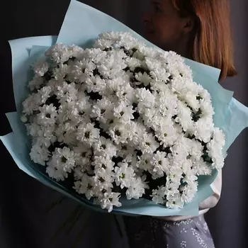 МОСРОЗАОПТ Хризантема в упаковке