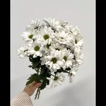 ПЯТЬ ЦВЕТОВ Букет из 3 хризантем под ленту