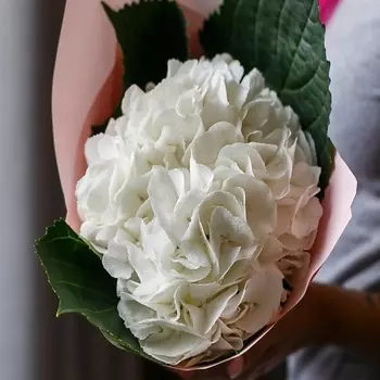 ПЯТЬ ЦВЕТОВ Букет из белой мини гортензии