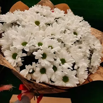 РОЗЫ УРАЛА Букет хризантем "Белый бархат"