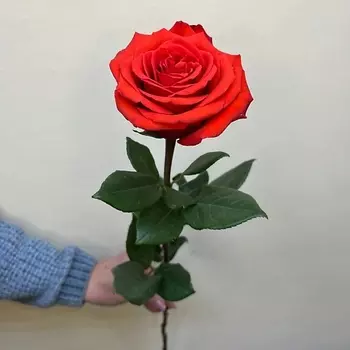 С ЛЮБОВЬЮ, РОЗА Роза поштучно сорт Нина