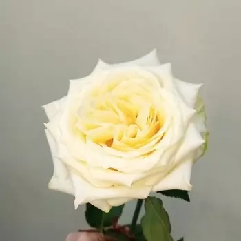 С ЛЮБОВЬЮ, РОЗА Роза поштучно сорт Канделайт