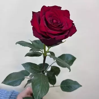 С ЛЮБОВЬЮ, РОЗА Роза поштучно сорт Эксплорер