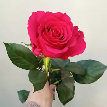 С ЛЮБОВЬЮ, РОЗА Роза поштучно сорт Готча