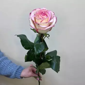 С ЛЮБОВЬЮ, РОЗА Роза поштучно сорт Палома