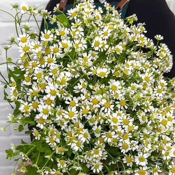 STUDIO FLORISTIC Букет из 15 Ромашек «Летняя пора»