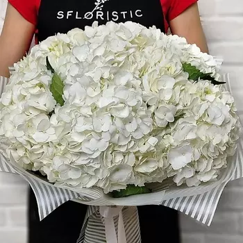 STUDIO FLORISTIC Букет из Гортензий «Белиос»