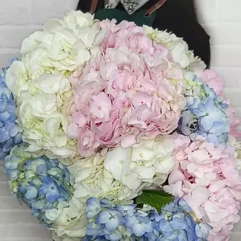STUDIO FLORISTIC Букет из Гортензий «Ничего лишнего»