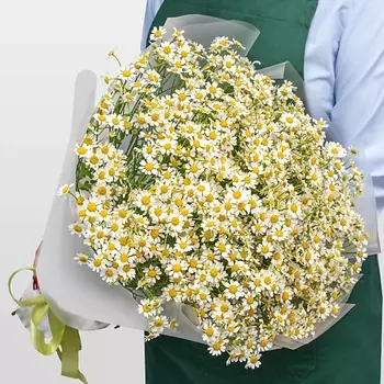 STUDIO FLORISTIC Букет Ромашек «Летняя Нежность»