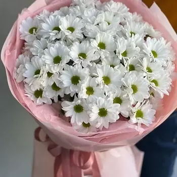 SWEET SOFI СТУДИЯ ЦВЕТОВ Хризантема кустовая ромашка