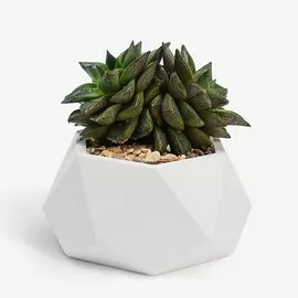 VILLERMO Кашпо "Бриллиант", для суккулентов, гипс