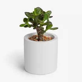 VILLERMO Кашпо "Цилиндр MINI", для суккулентов, гипс
