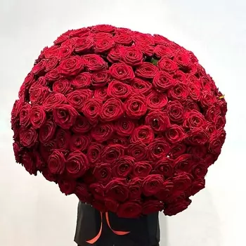 WISTERIA 201 красная роза России 70