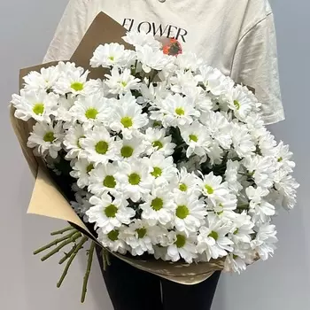 WISTERIA Хризантема ромашковая 11 шт