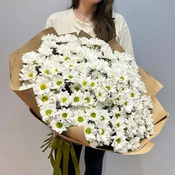 WISTERIA Хризантема ромашковая 21 шт