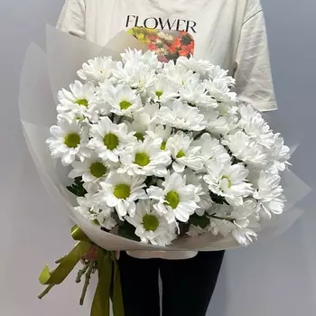 WISTERIA Хризантема ромашковая 7 шт