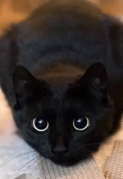Атенея.