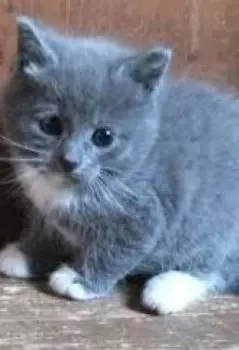 Катин Котя