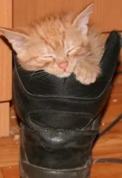 Кот в сапогах.