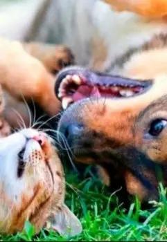 Котопёс Шипа