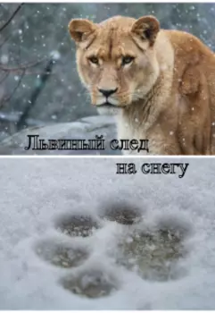 Львиный след на снегу